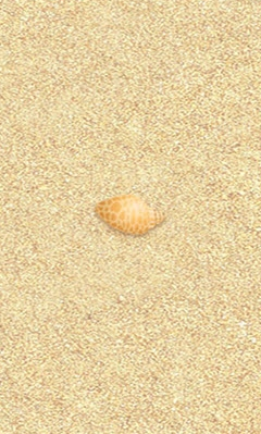 海滨沙滩玩沙子