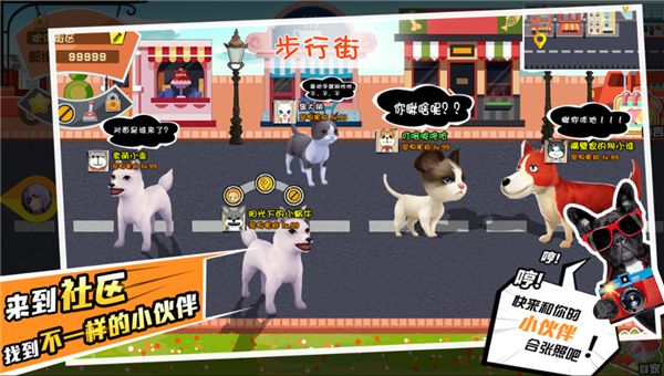 宠物团