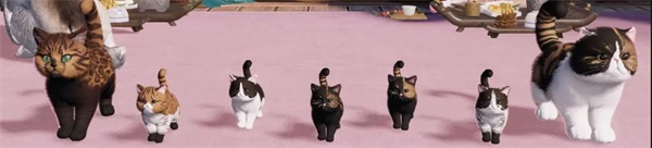 猫咪繁育小课堂开课啦!就决定是你了,猫猫兽超进化! 猫咪繁育小课堂开课啦!就决定是你了,猫猫兽超进化!