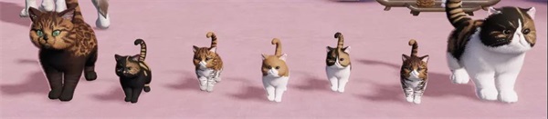猫咪繁育小课堂开课啦!就决定是你了,猫猫兽超进化! 猫咪繁育小课堂开课啦!就决定是你了,猫猫兽超进化!