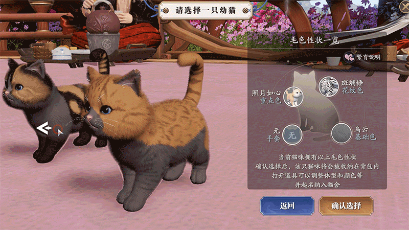 猫咪繁育小课堂开课啦!就决定是你了,猫猫兽超进化! 猫咪繁育小课堂开课啦!就决定是你了,猫猫兽超进化!