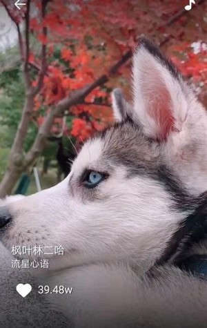 wbf交易所